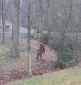 7250 Timber Trail - Photo 75