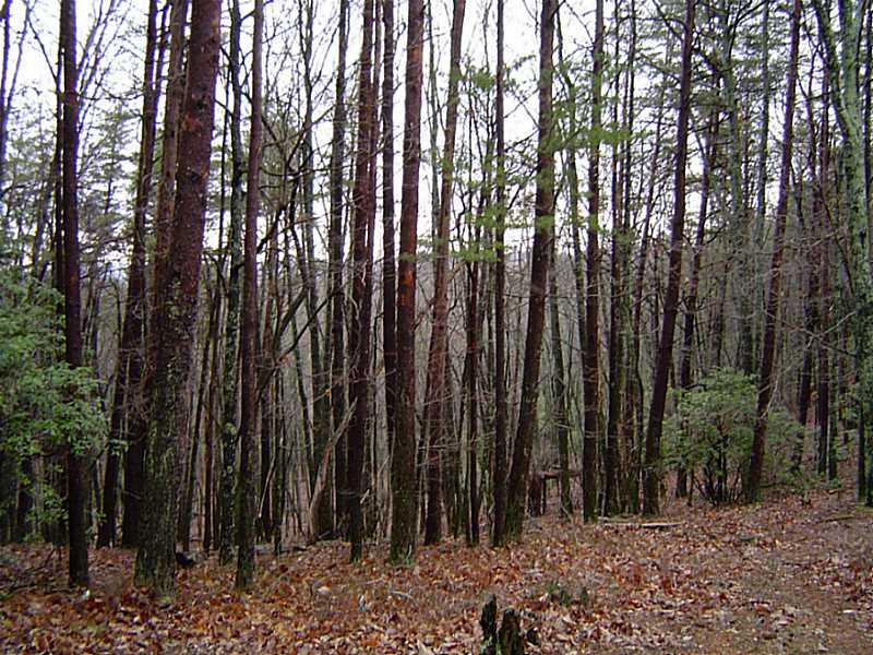1508 Moss Patch - Photo 1