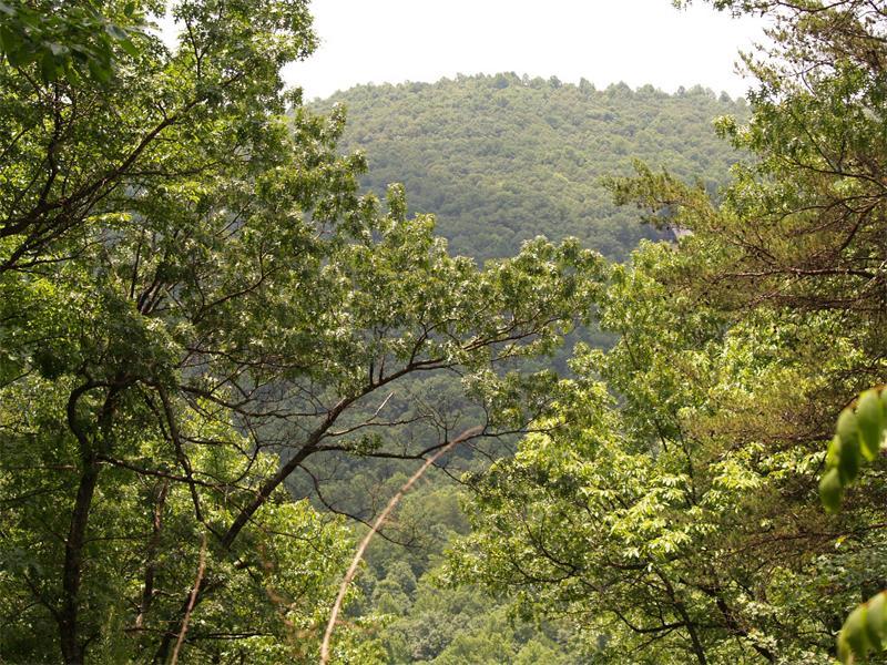 LOT130 Upper Sassafras Mountain Parkway - Photo 1