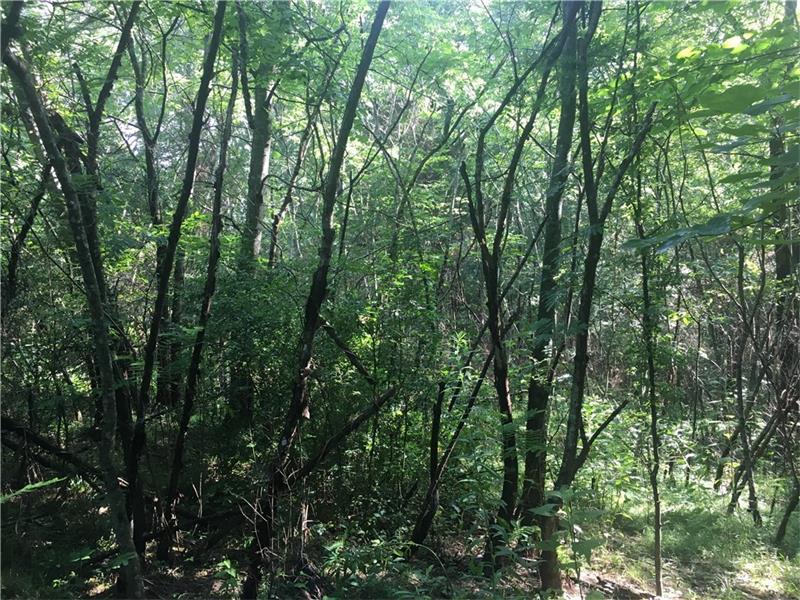 01 Old Highway 411 - Photo 1