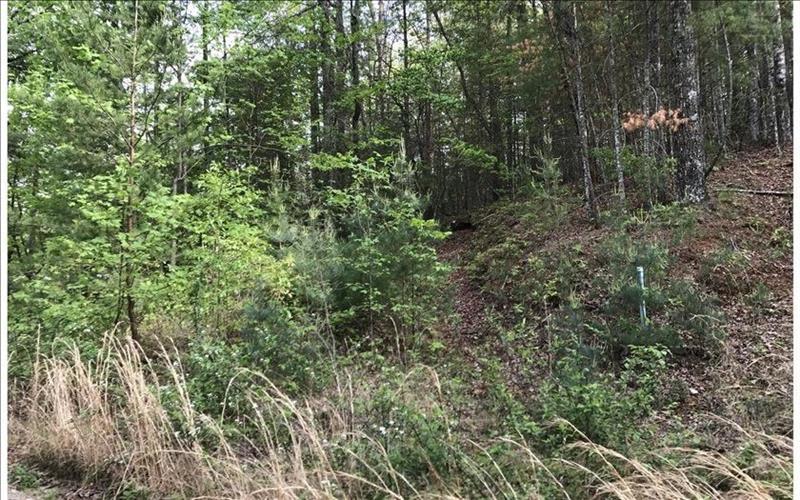 Lot 5 Lazy Springs Road - Photo 1