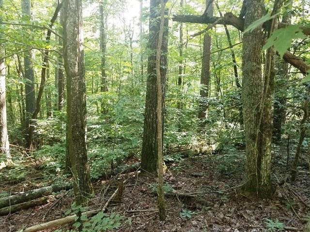 LT10 Bear Paw Trail - Photo 1