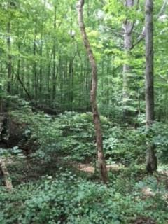 0 Chestatee View Dr. +/- 4.06 Acres - Photo 1