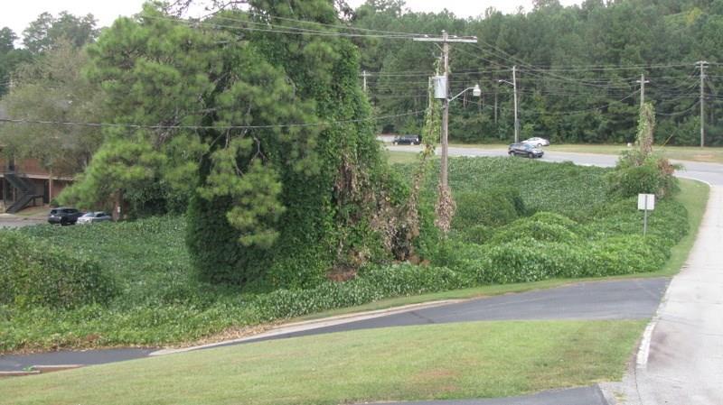 .41 AC Pike Street - Photo 1