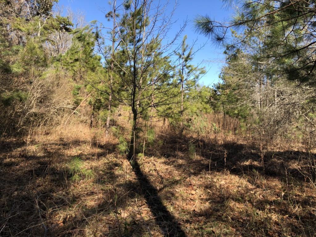 0 Holly Springs Ridge - Photo 1