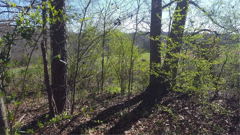 946 Pocket Road - Photo 1