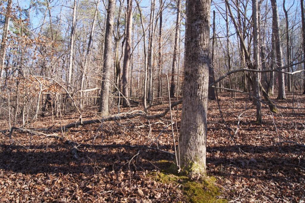 Lt 34 Pine Trail - Photo 1