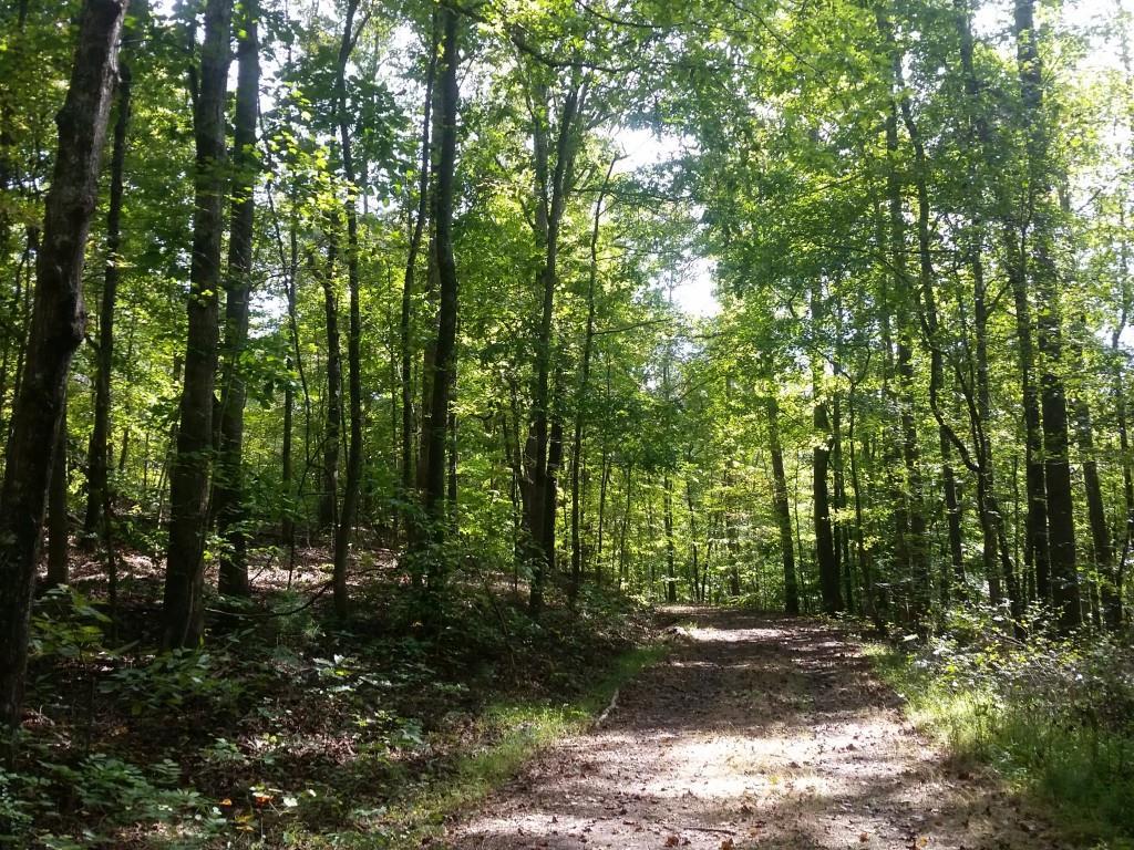 4100 Reynolds Road - Photo 1