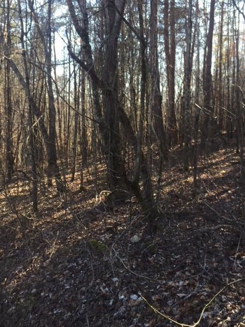 00 Tract C Perkins Road - Photo 1