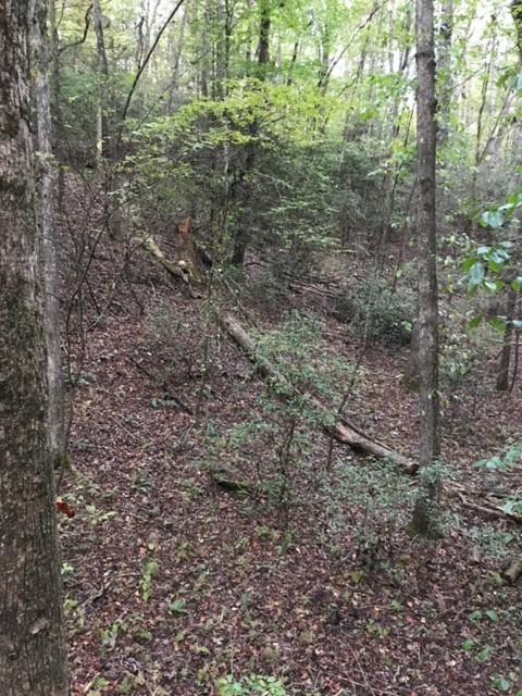 0 Laurel Mountain Hollow - Photo 1