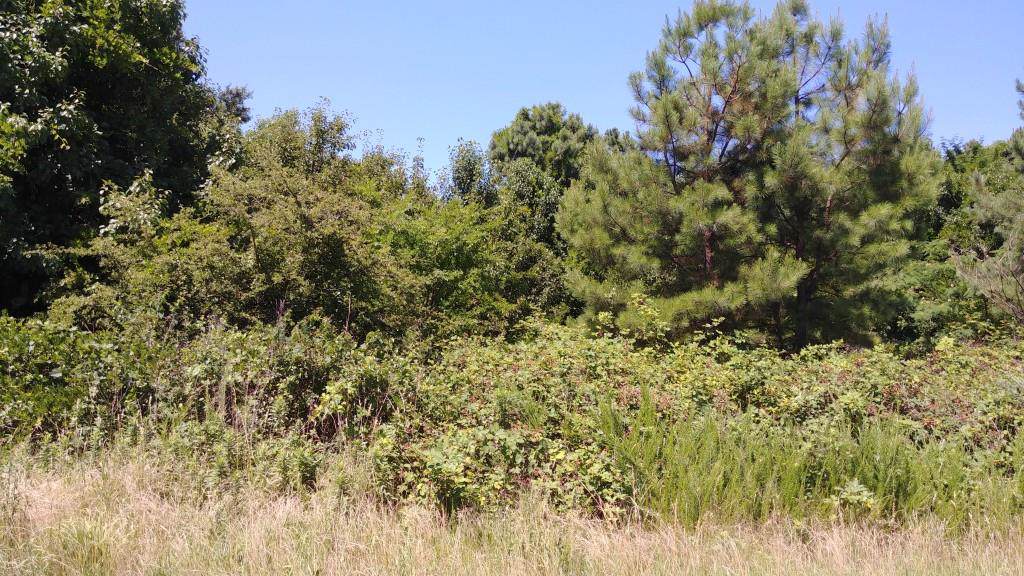 4431 Old Dixie Highway - Photo 1