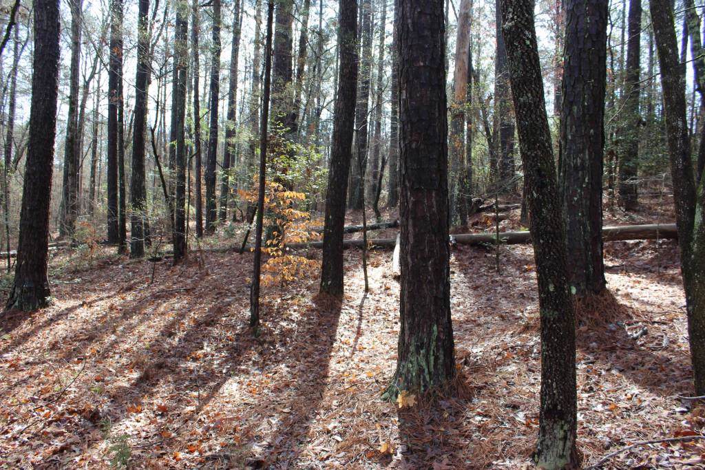 4621 Highway 162 - Photo 1