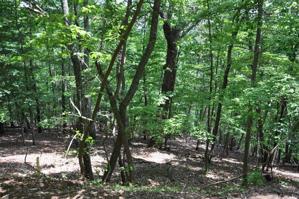 3141 Wild Turkey Bluff - Photo 1