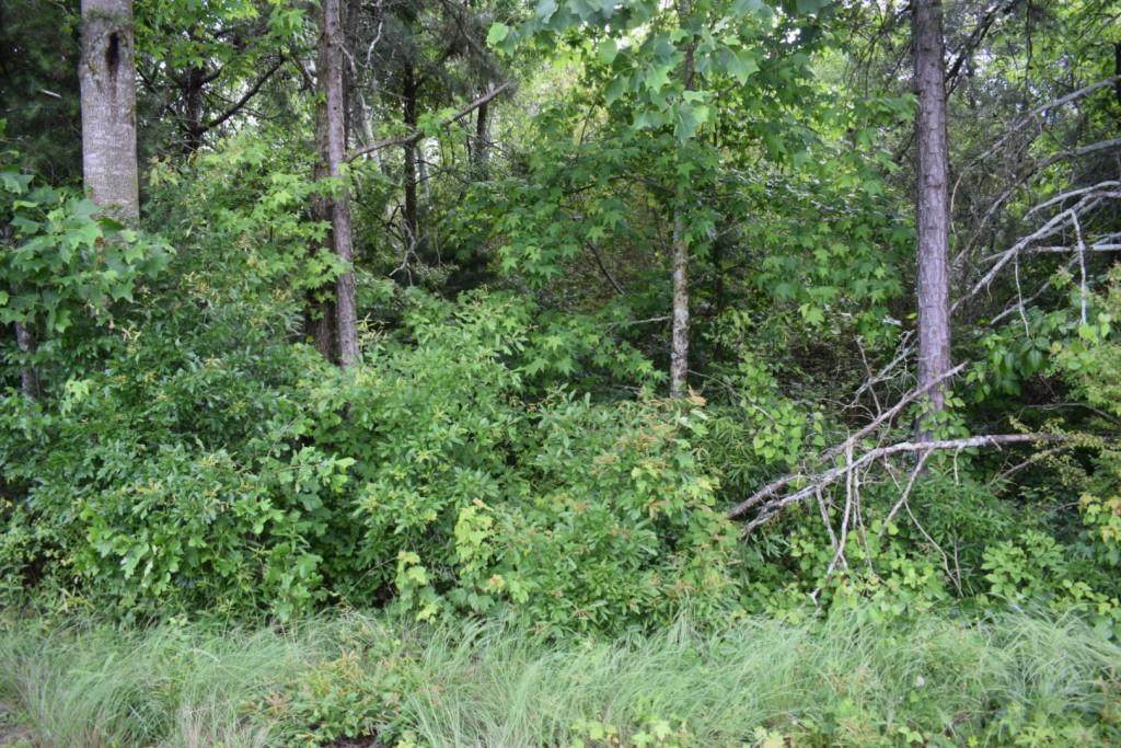5715 Oscar Gilstrap Road - Photo 1