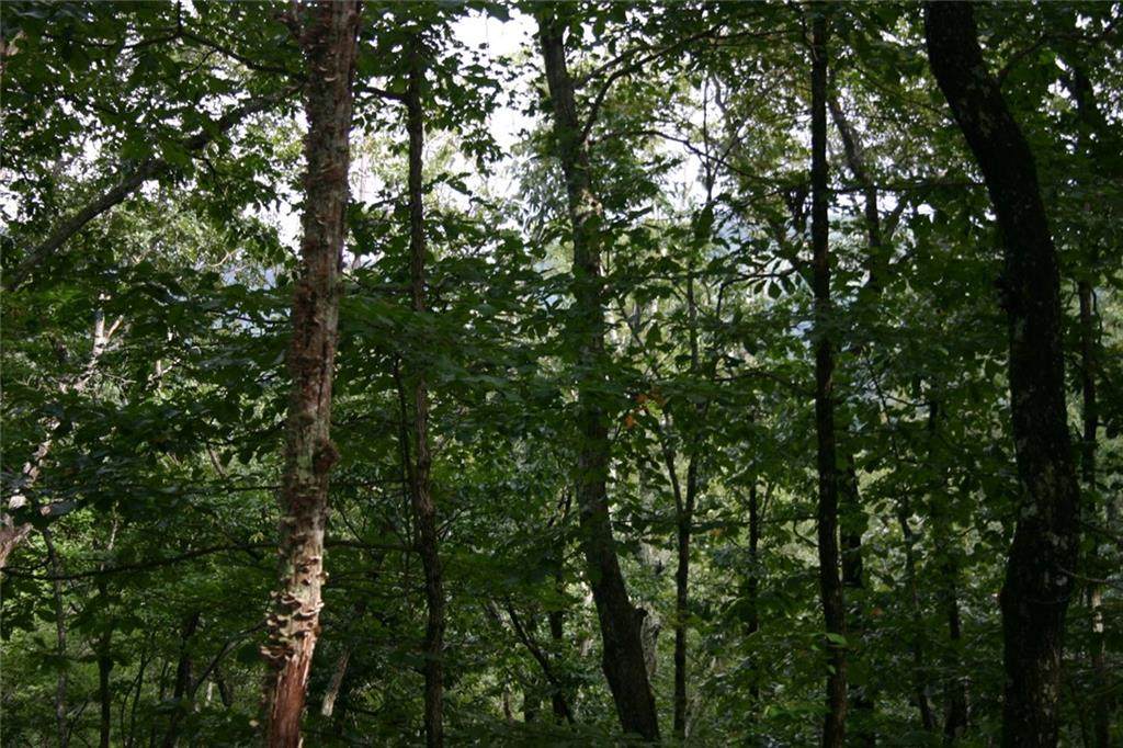 402 South View Trail - Photo 1