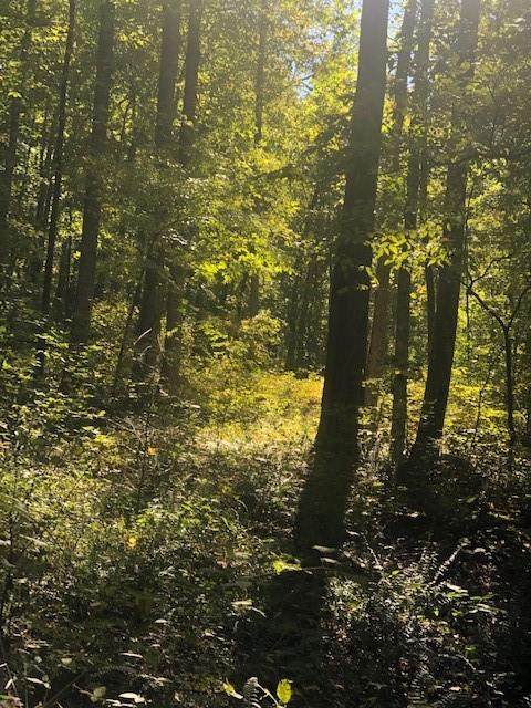00 Dunaway Gap Road - Photo 1