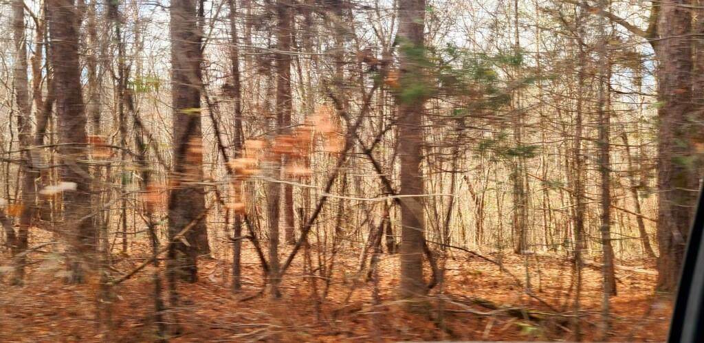 890 Forrester Cemetery Road - Photo 1