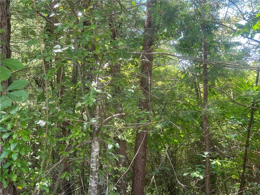 Lot 8 Old Orchard Road - Photo 1