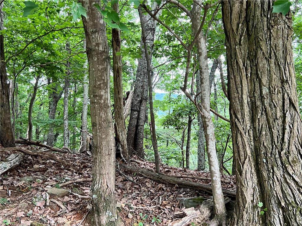 3395 Bella Vista Trail - Photo 1