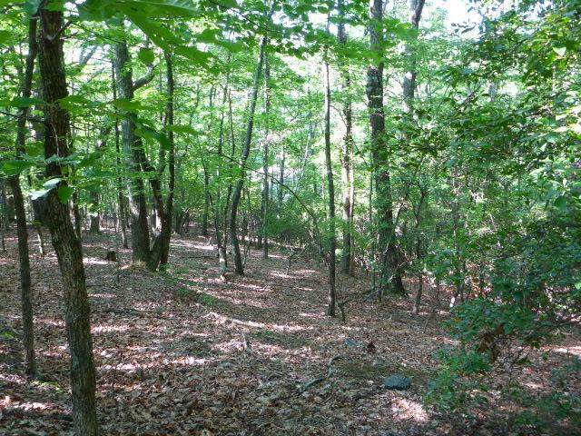 4072 Lone Wolf Trail - Photo 1