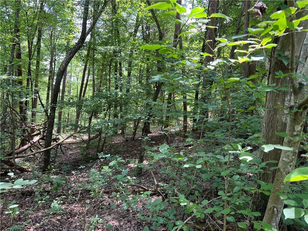 0 Lavender Trail - Photo 1