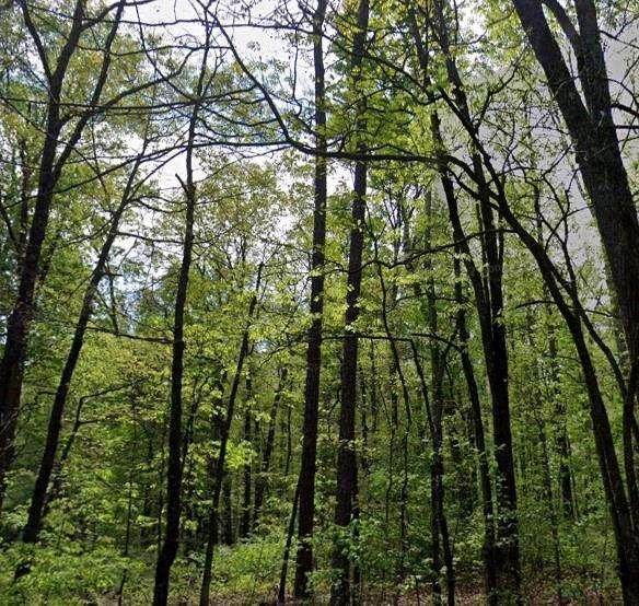 0 Carson Wages Road - Photo 1