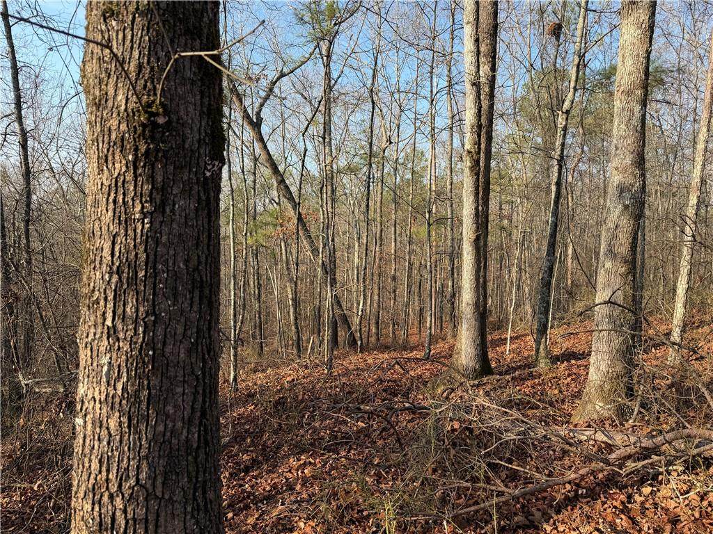 0 Lower Sweetwater Road - Photo 1