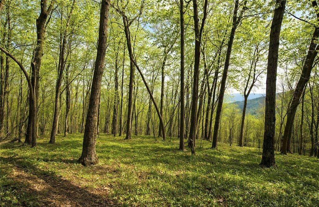 0 Burnt Mtn Cove Road - Photo 1