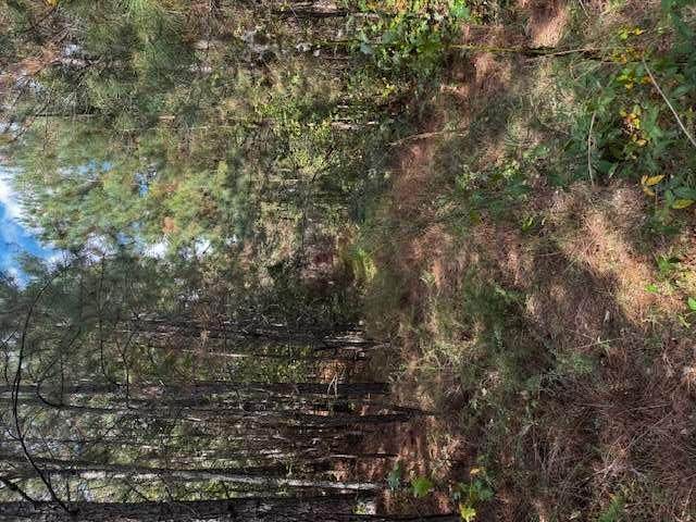 230 Dodgen Road - Photo 1