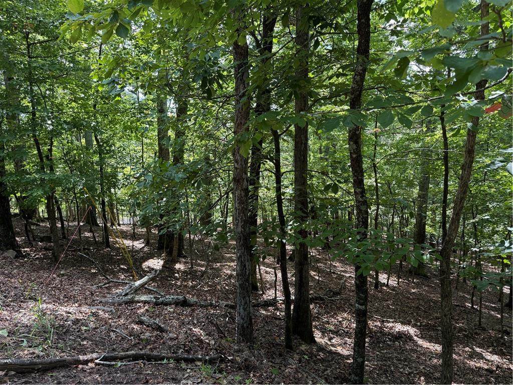 117 Tulip Tree Court - Photo 1