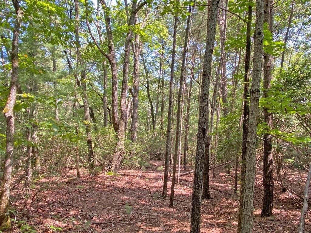 10.59 Ac, T S Jarrard Road - Photo 1