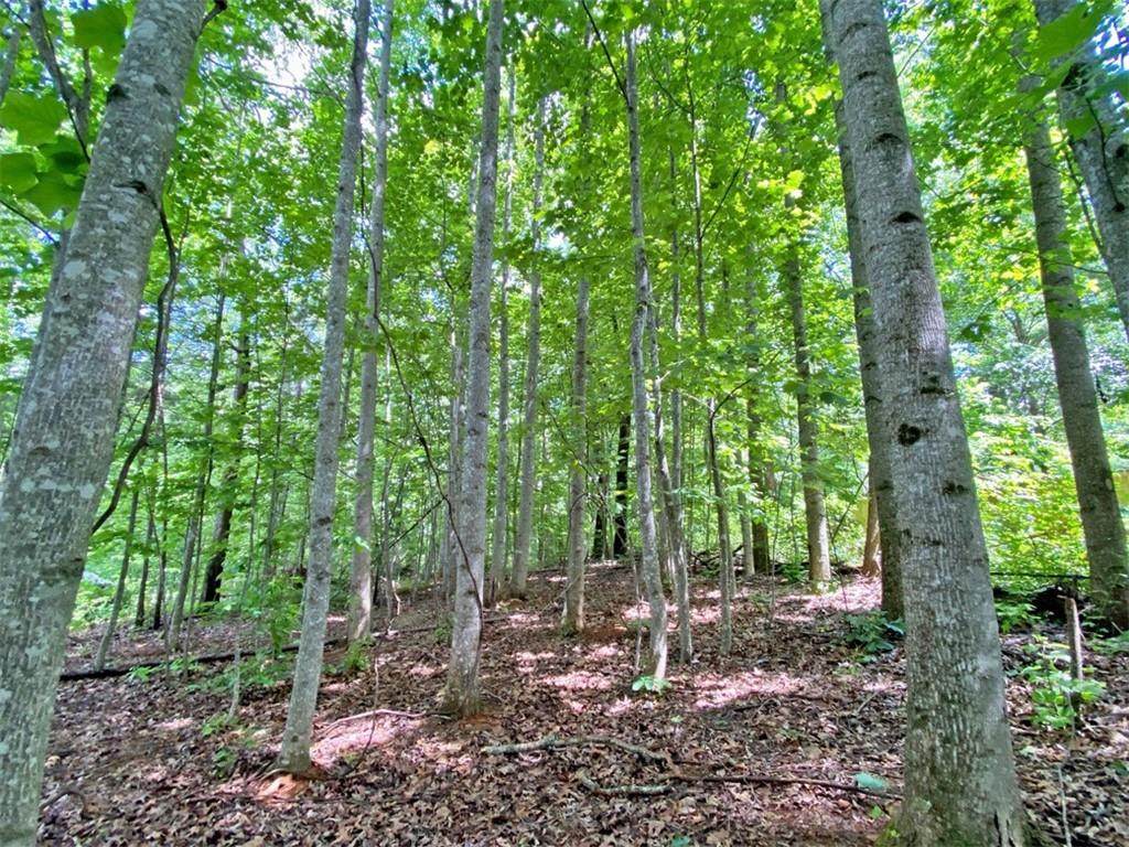 39.2ac Falling Pines Road - Photo 1