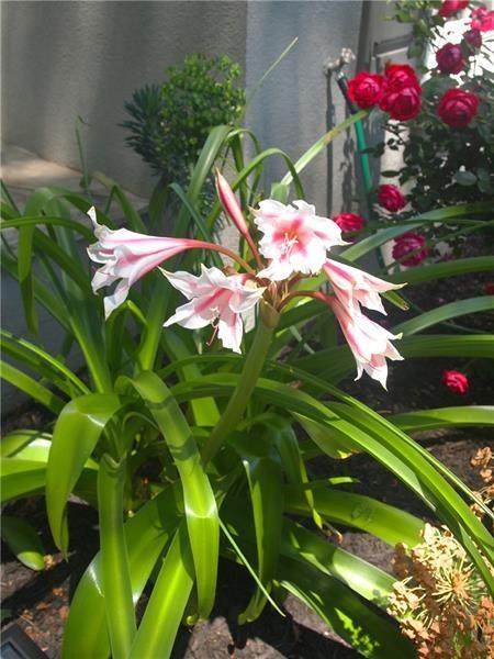 https://bt-photos.global.ssl.fastly.net/fmls/orig_boomver_1_7847543-2.jpg