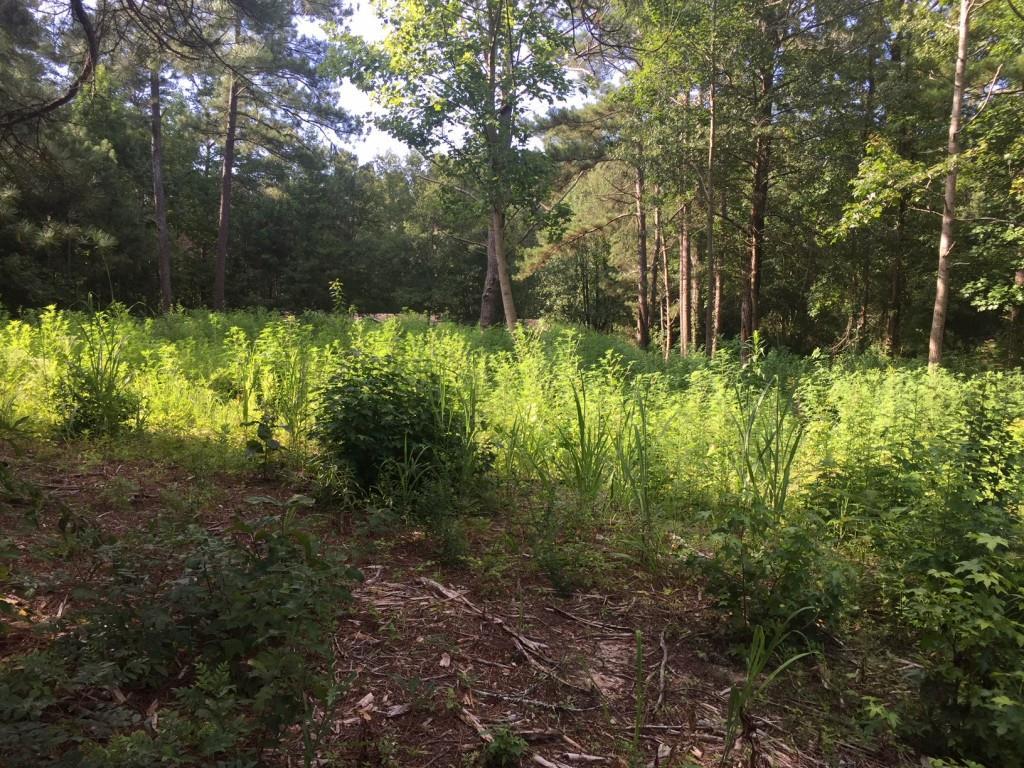 0 Joyce Lane - Photo 1
