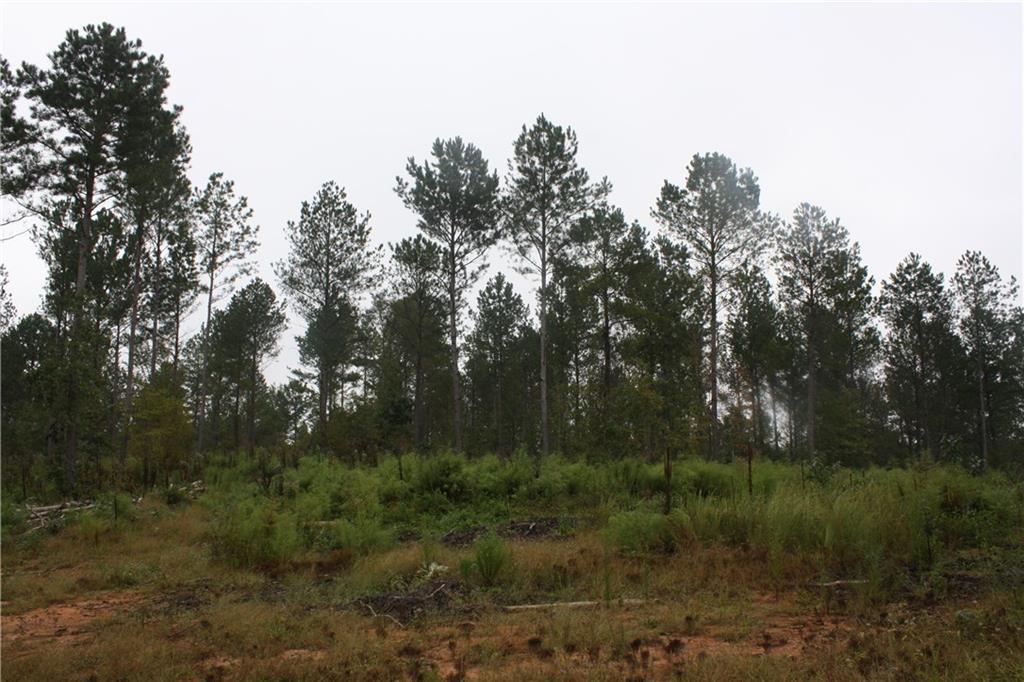 000 Sandy Creek Road - Photo 1