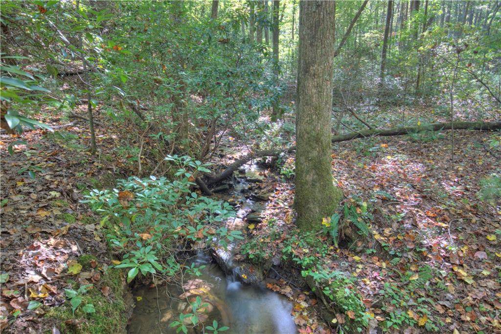 2152 Royal Fern Trail - Photo 1