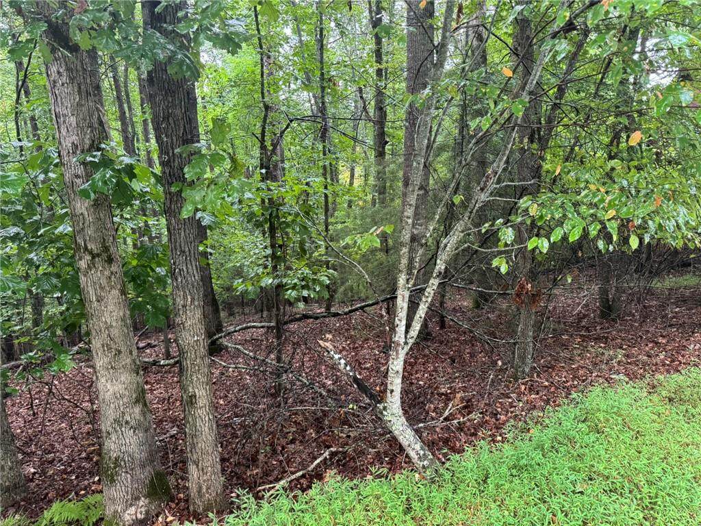 0 Enchanted Woods Drive - Photo 1