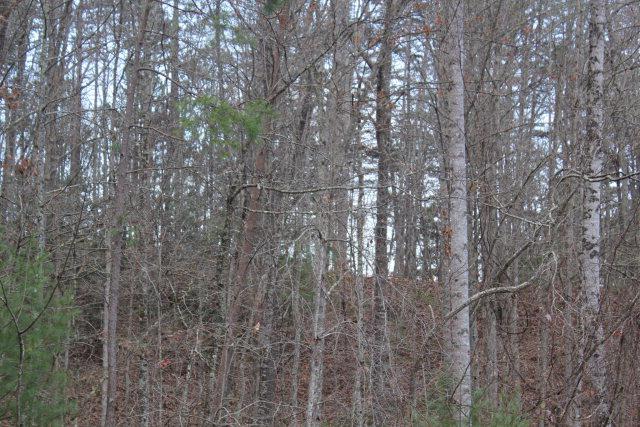 6033 Grassy Branch - Photo 1