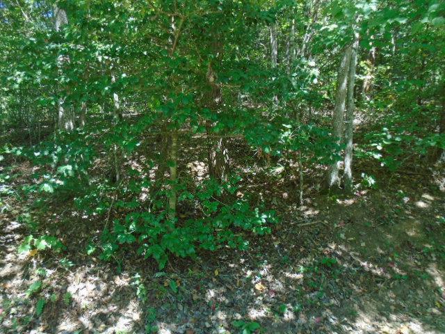 0 Yellow Branch Road - Photo 1