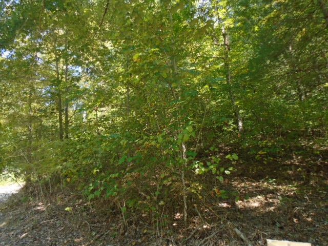 0 Yellow Branch Road - Photo 1