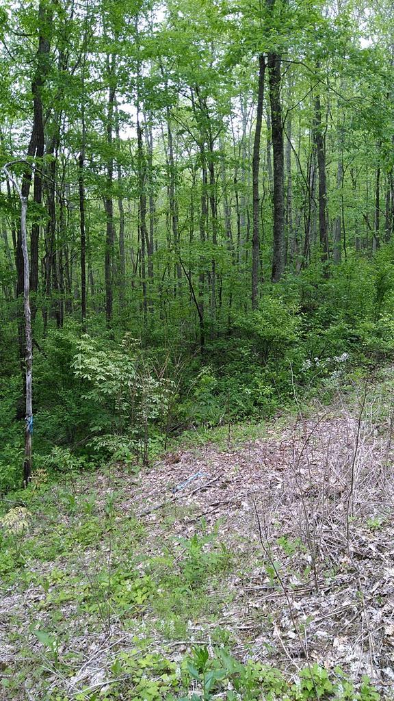Lot #25 Battle Branch Rd. - Photo 1