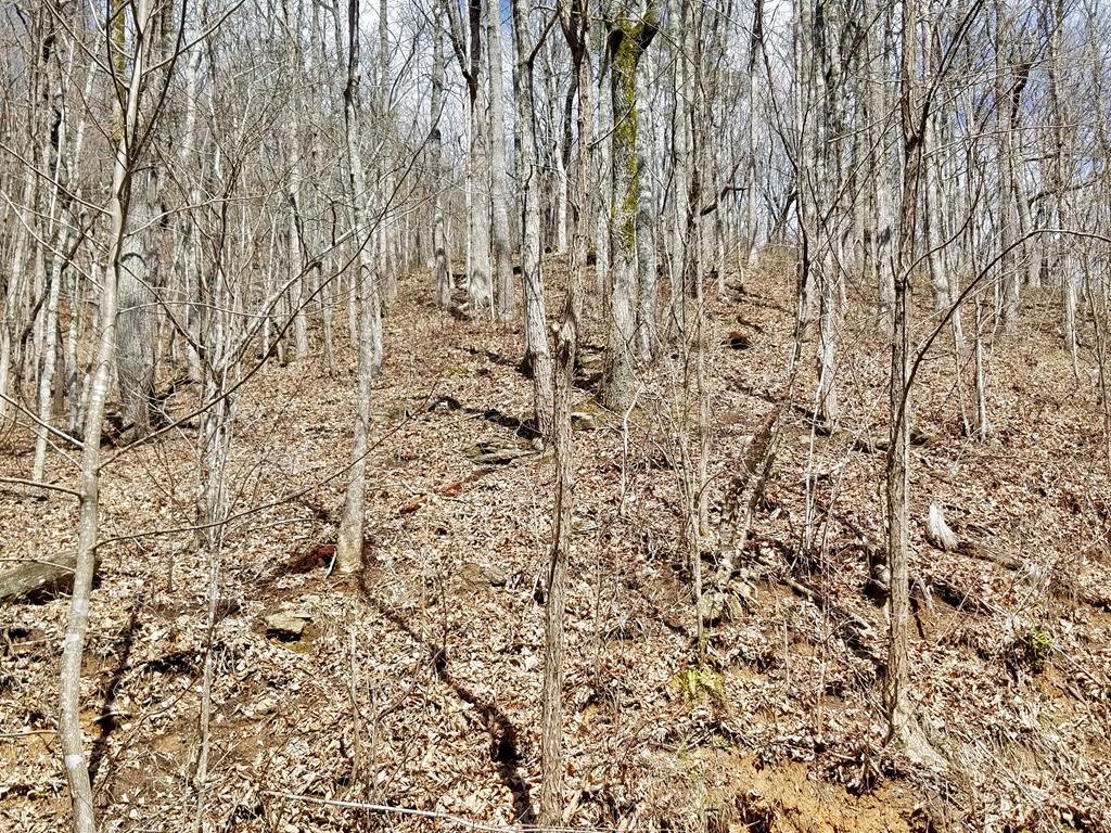 Lot 32 Walnut Cove Ridge - Photo 1