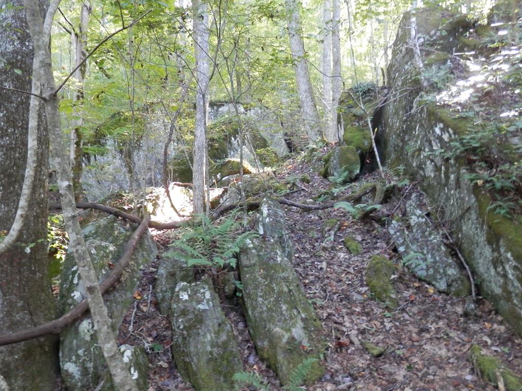 00 Muscadine Lane - Photo 1