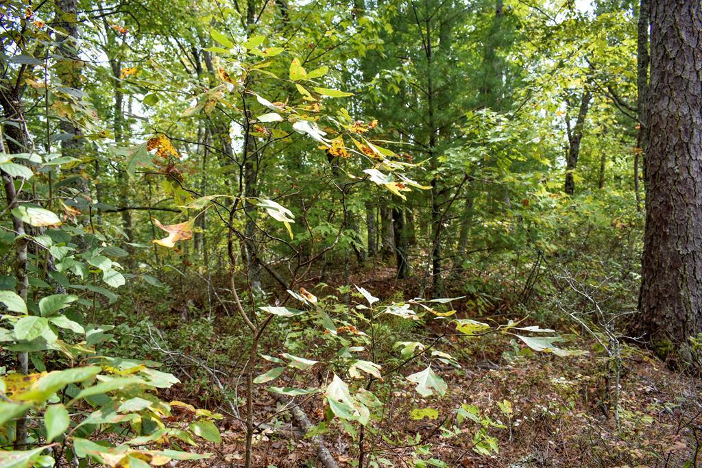 0 Overlook Ridge - Photo 1