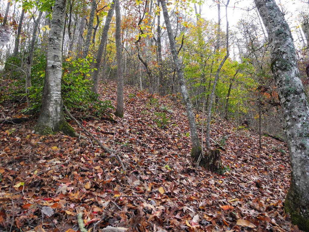 00 Olive Hill Rd - Photo 1