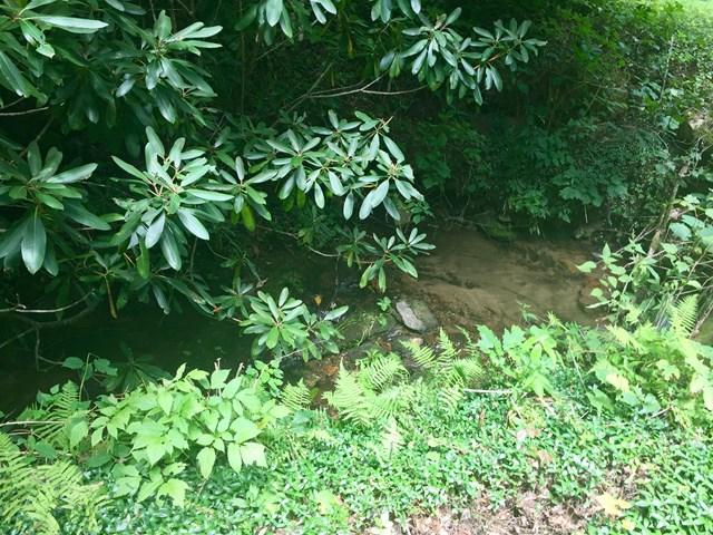 Lot 7 Brush Creek Mountain - Photo 1