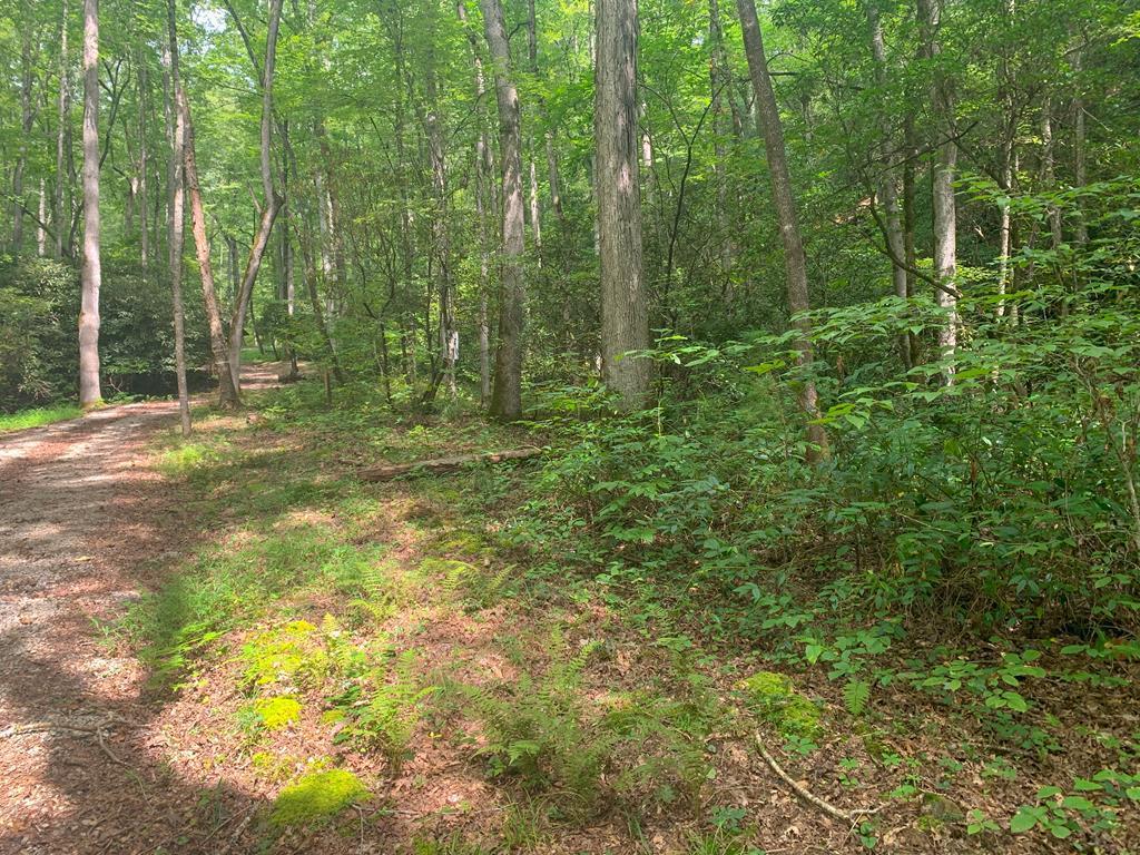 Lot 19 Dean Falls Road - Photo 1
