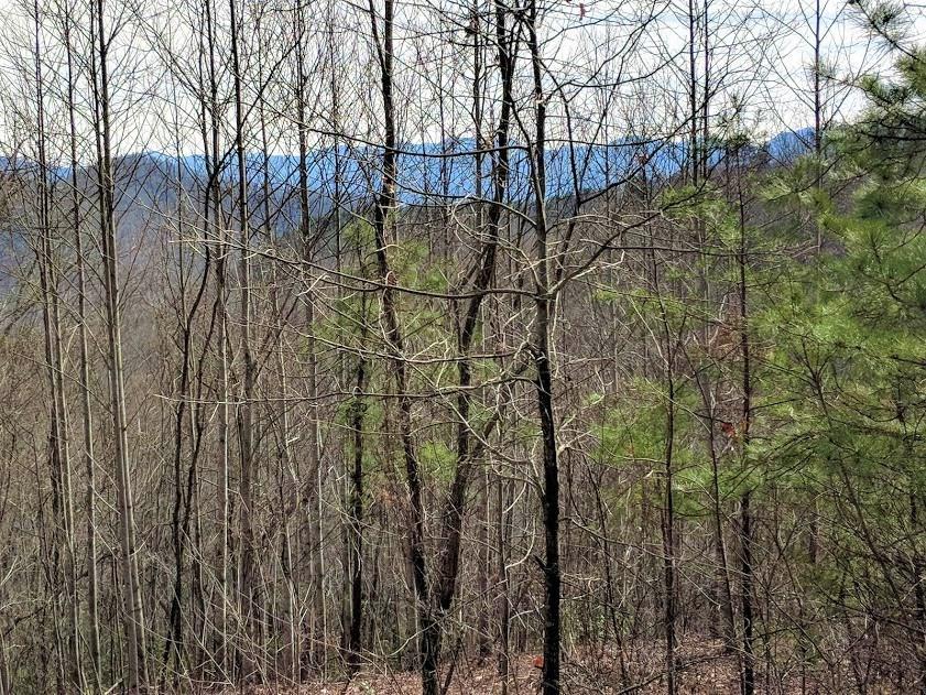 Lot 90 Cane Creek Ridge - Photo 1