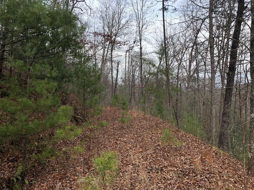 0 Laurel Branch - Photo 1