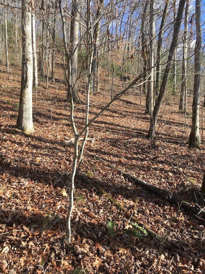 0 Caney Fork Rd - Photo 1